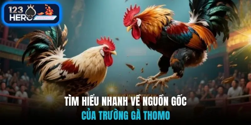 Tìm hiểu nhanh về nguồn gốc của trường gà Thomo