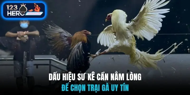 Dấu hiệu sư kê cần nằm lòng để chọn trại gà uy tín