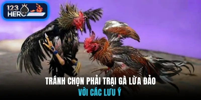 Tránh chọn phải trại gà lừa đảo với các lưu ý