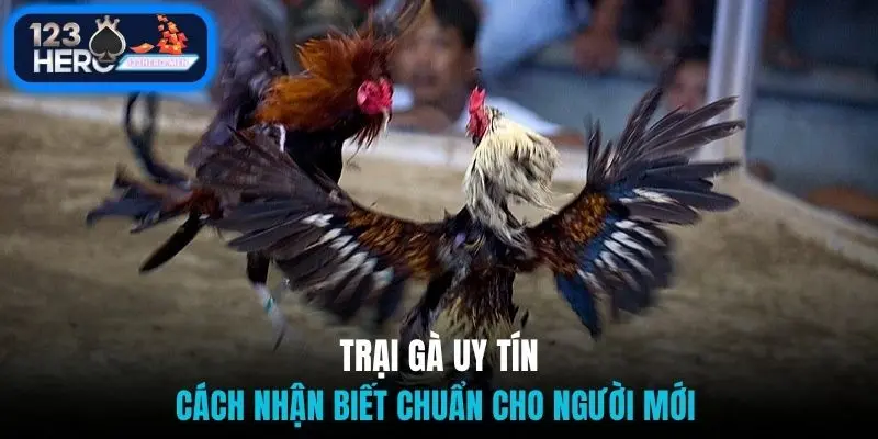 Trại gà uy tín