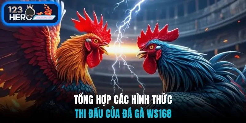 Tổng hợp các hình thức thi đấu của đá gà WS168